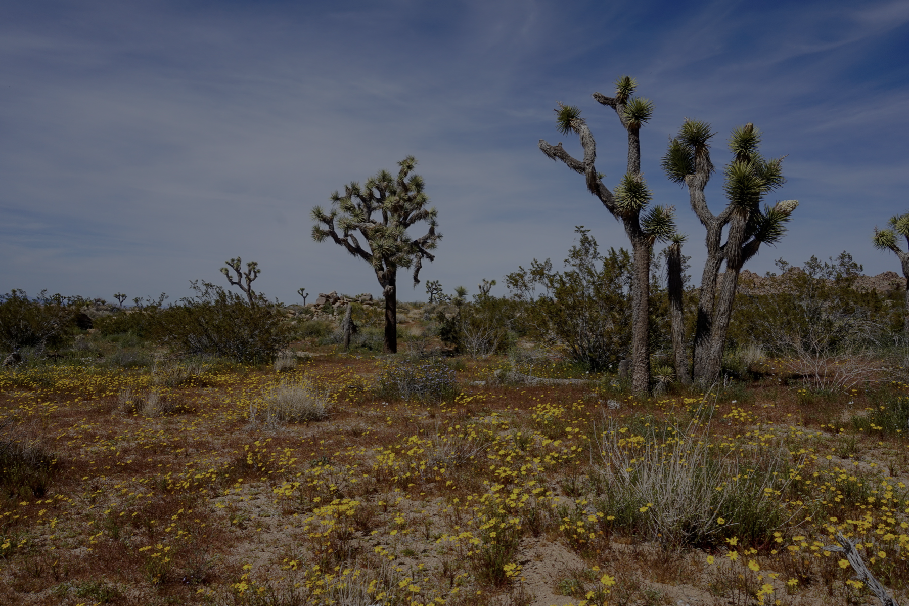 Desert cactus and yellow flowers in Joshua Tree National Park