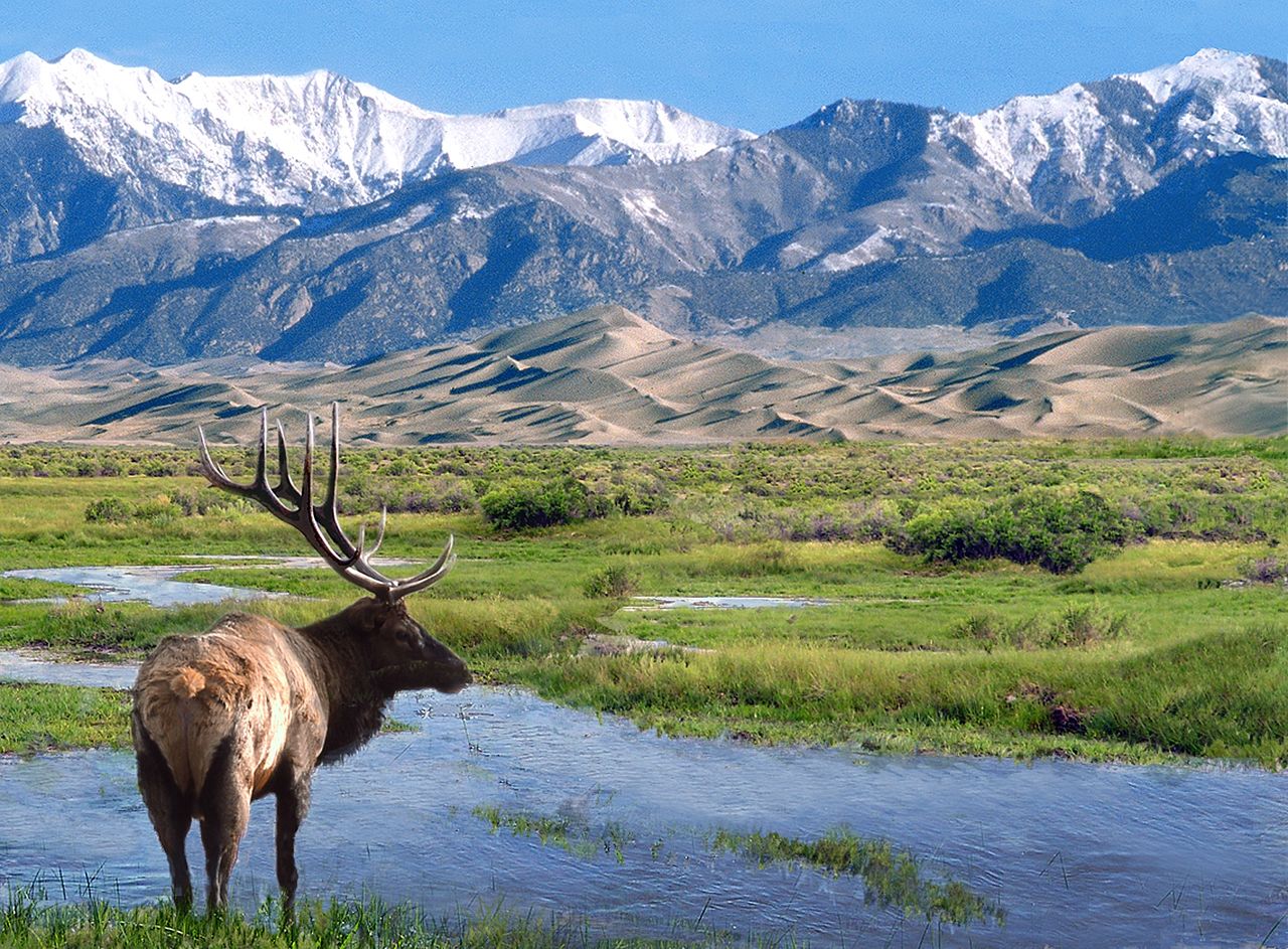 Single large elk standing near a grassy river at Great Sand Dunes National Park in Colorado