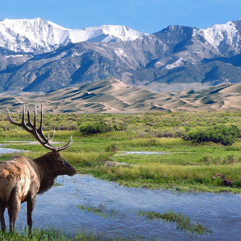 Single large elk standing near a grassy river at Great Sand Dunes National Park in Colorado