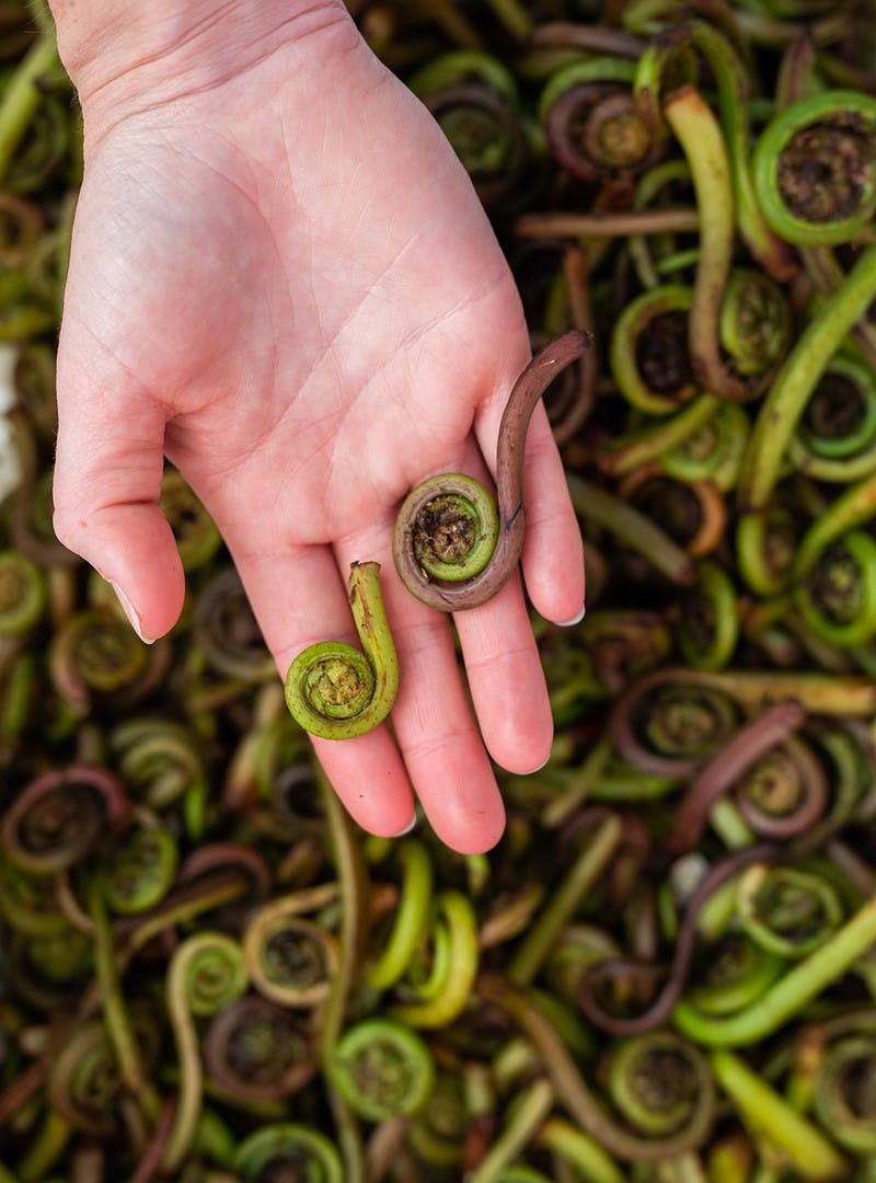 A hand holding 2 fiddle heads from the farmer's market over a big pile of fiddle heads.
