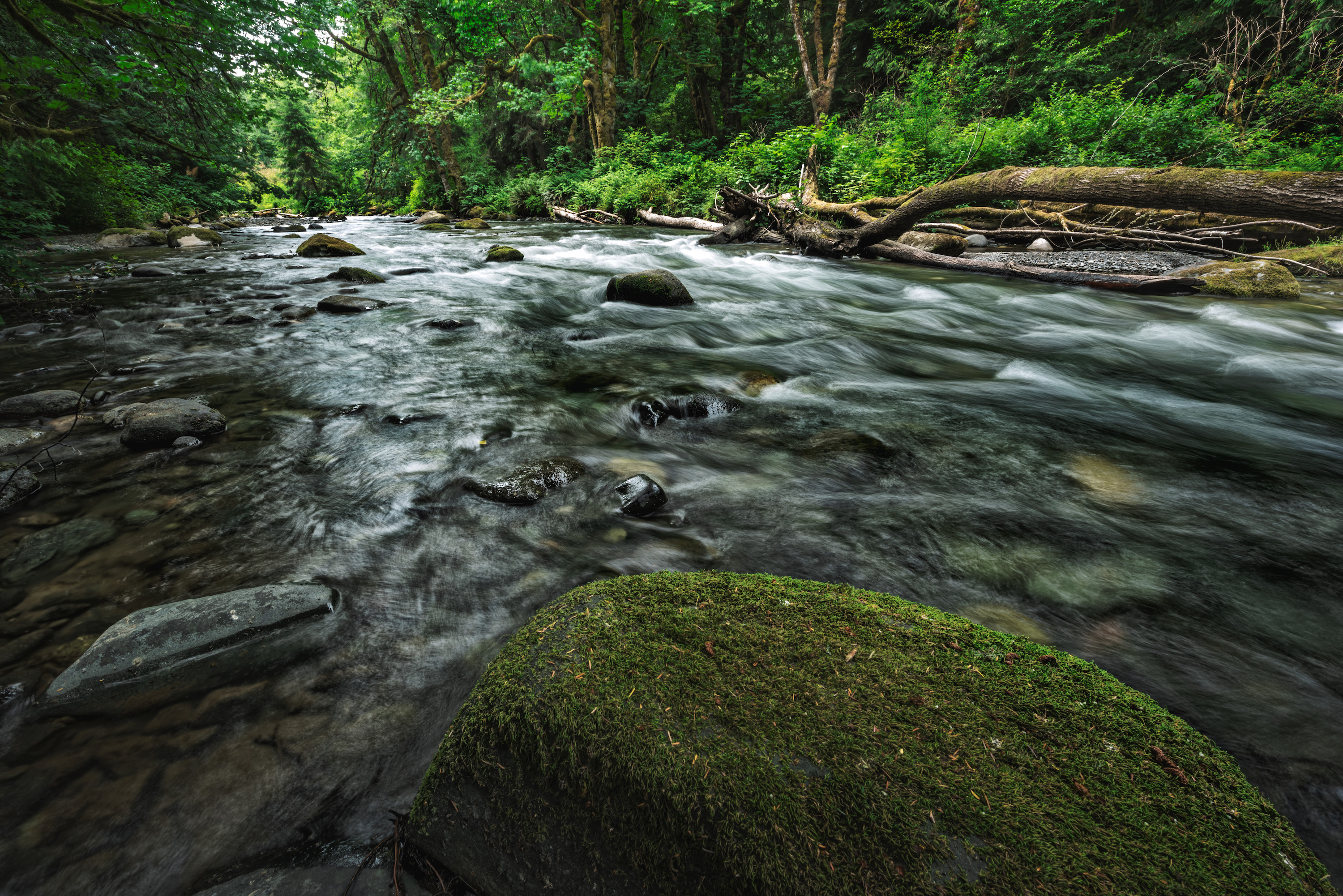 A flowing river in a green forest 