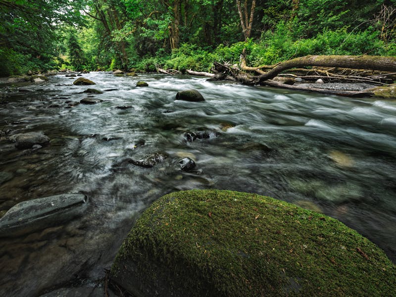 A flowing river in a green forest