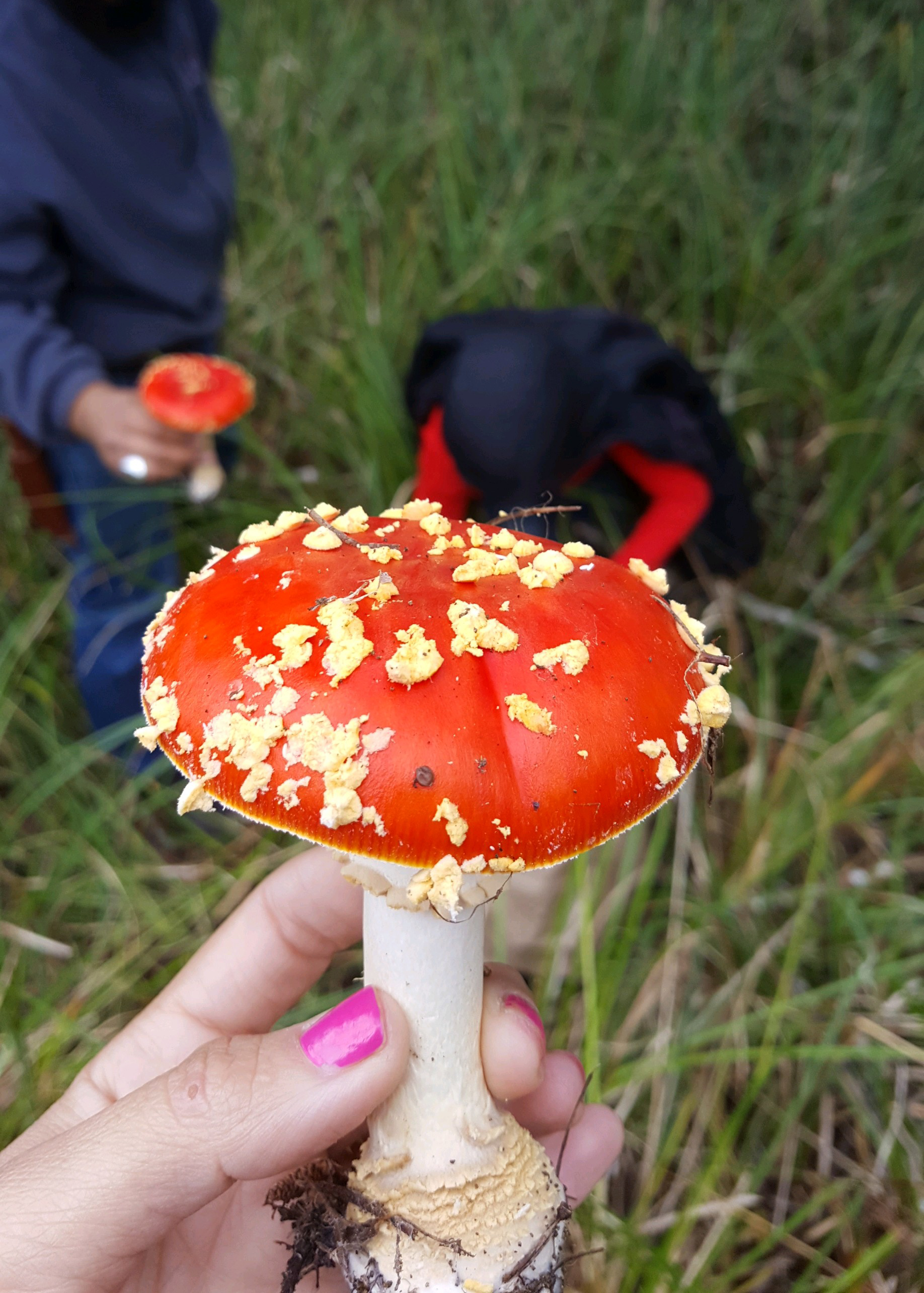 Sandra Peña holds up a large bright red mushroom.