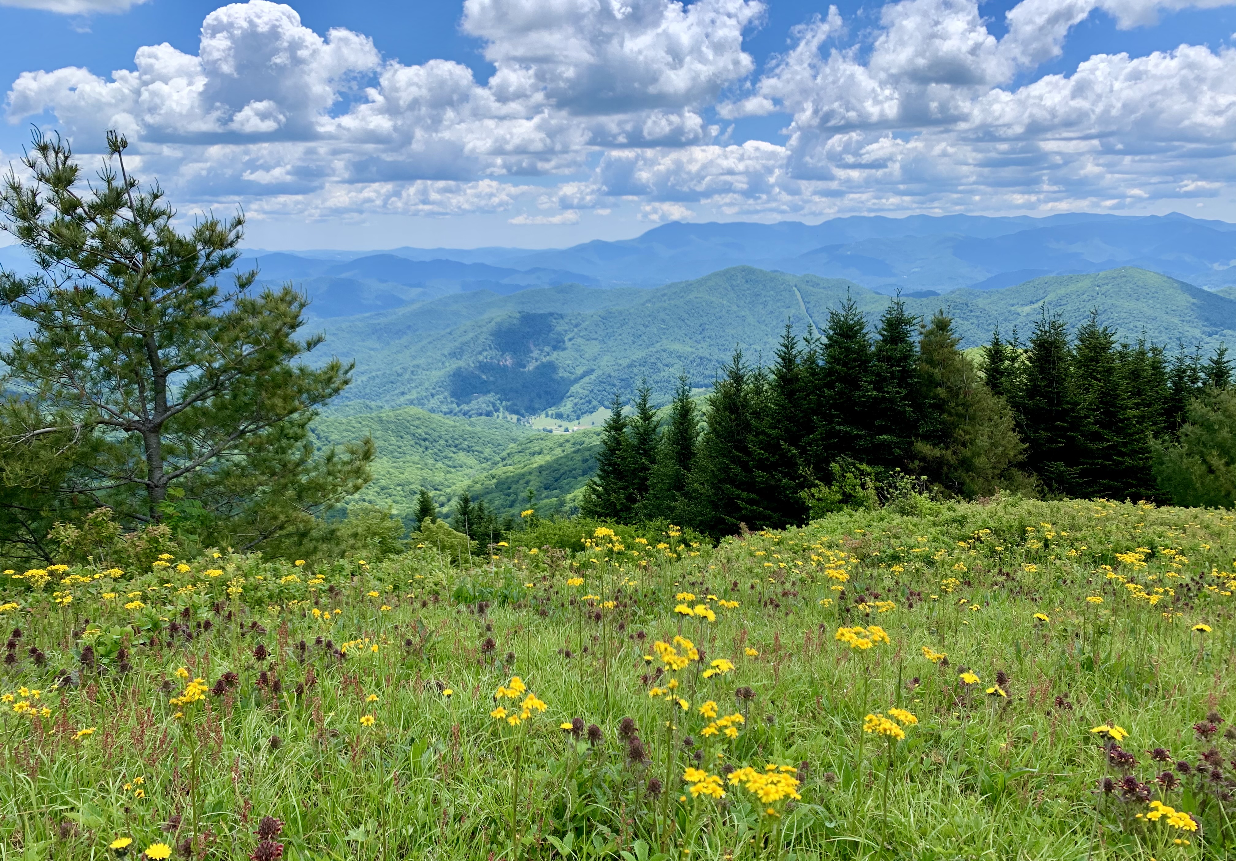 Wildflowers in Pisgah National Forest