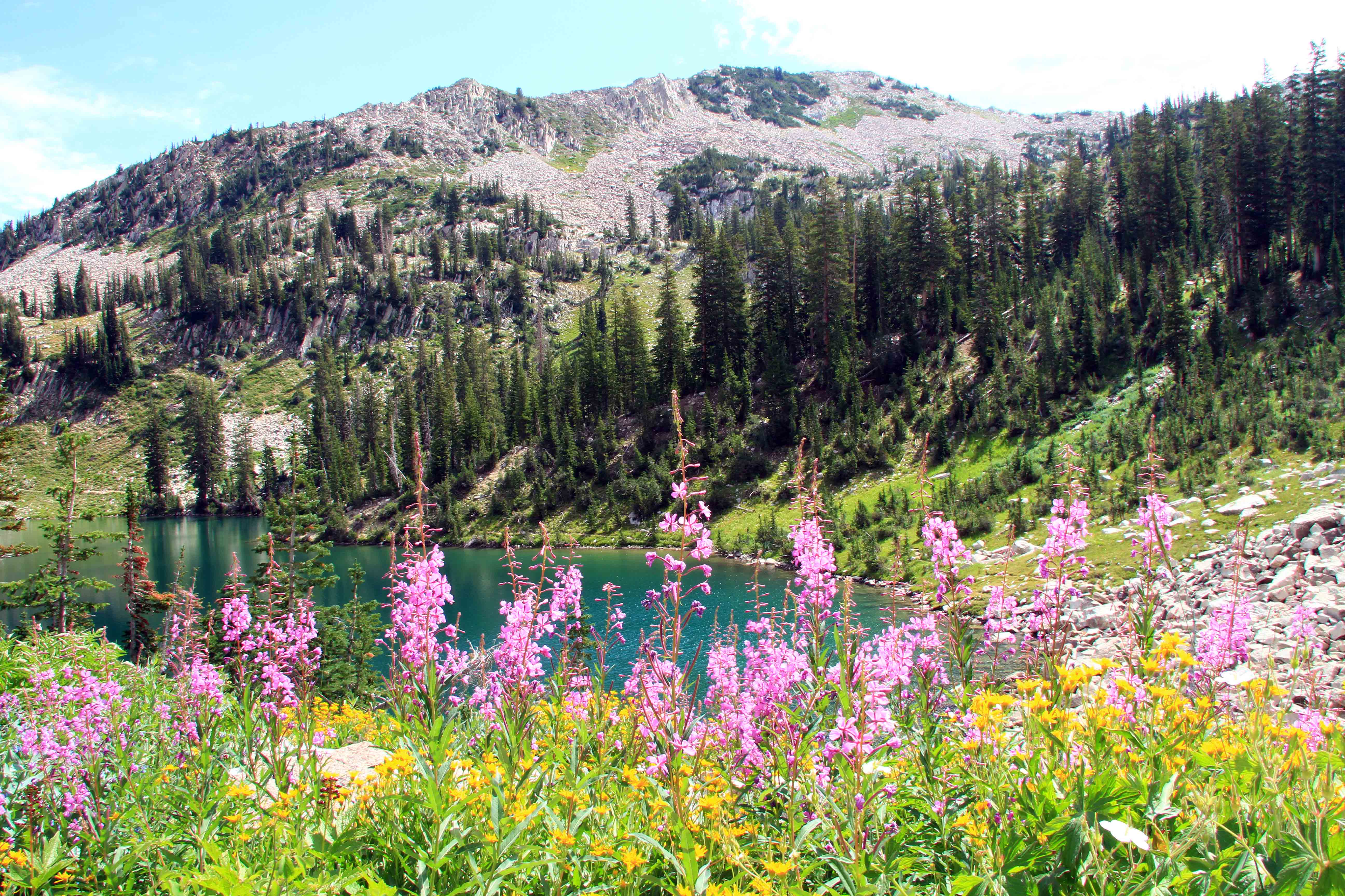 Pink wildflowers blooming near a lake in Uinta-Wasatch-Cache National Forest.