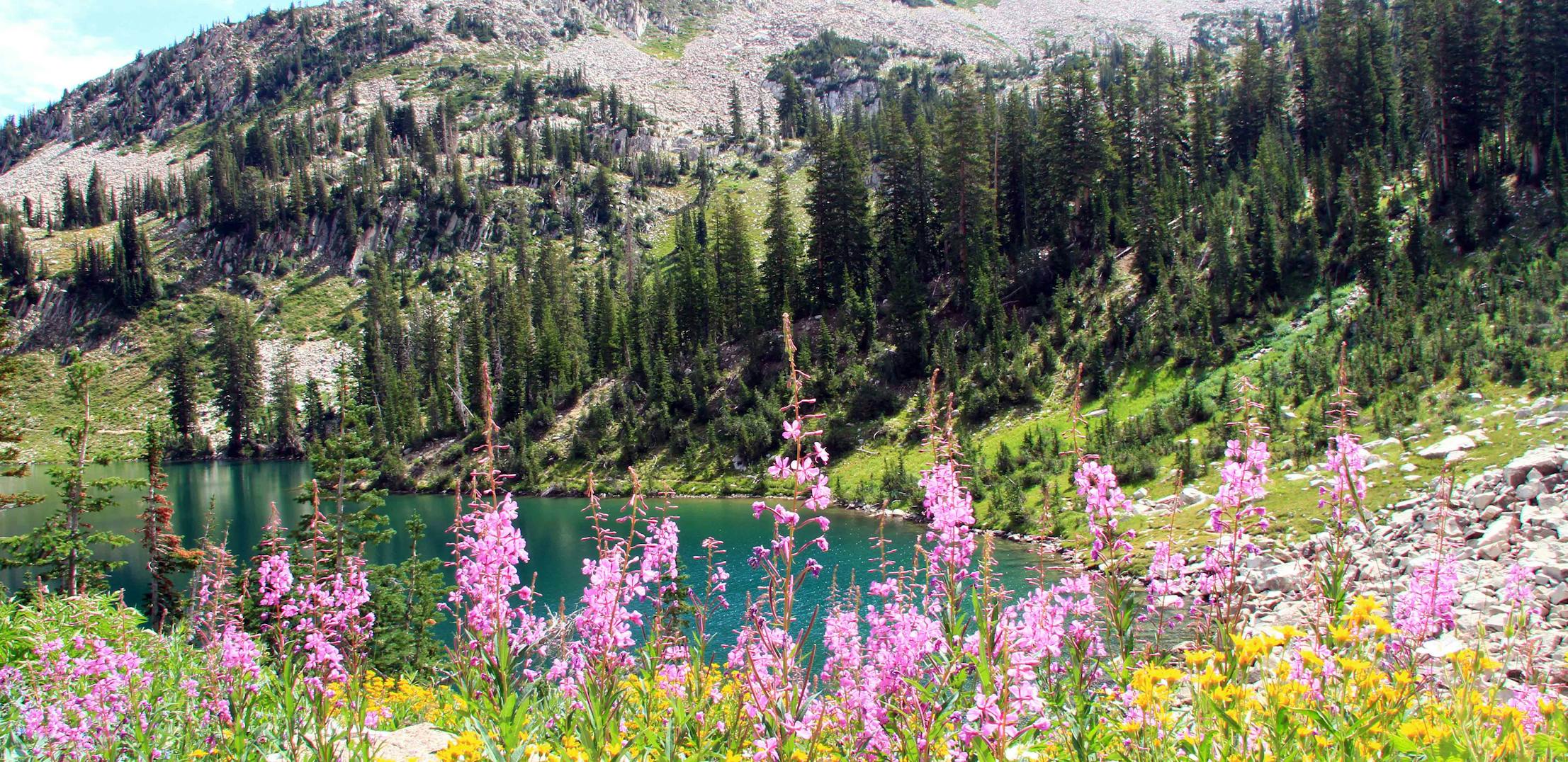 Pink wildflowers blooming near a lake in Uinta-Wasatch-Cache National Forest.