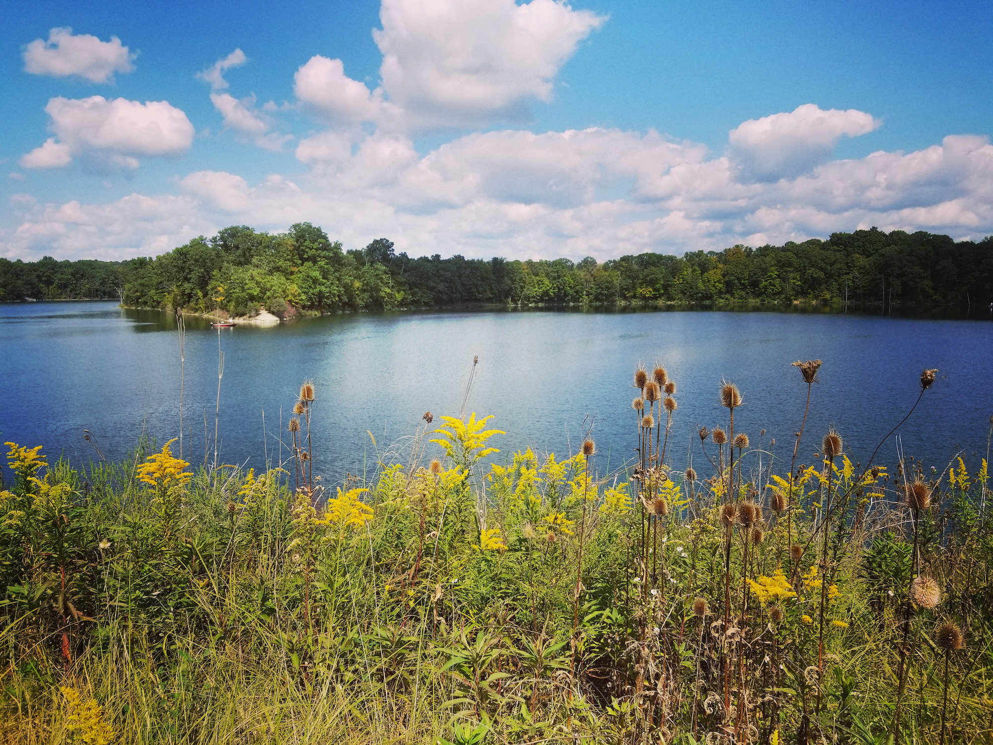 Flowers blooming by a lake at Caesar Creek State Park, Waynesville, Ohio.