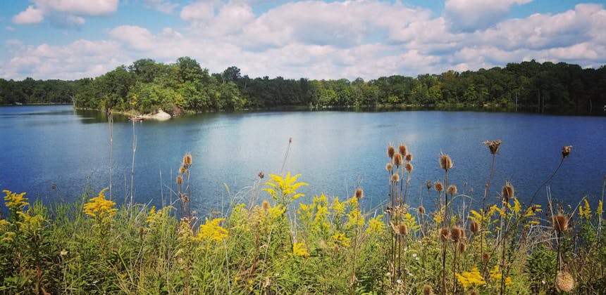 Flowers blooming by a lake at Caesar Creek State Park, Waynesville, Ohio.