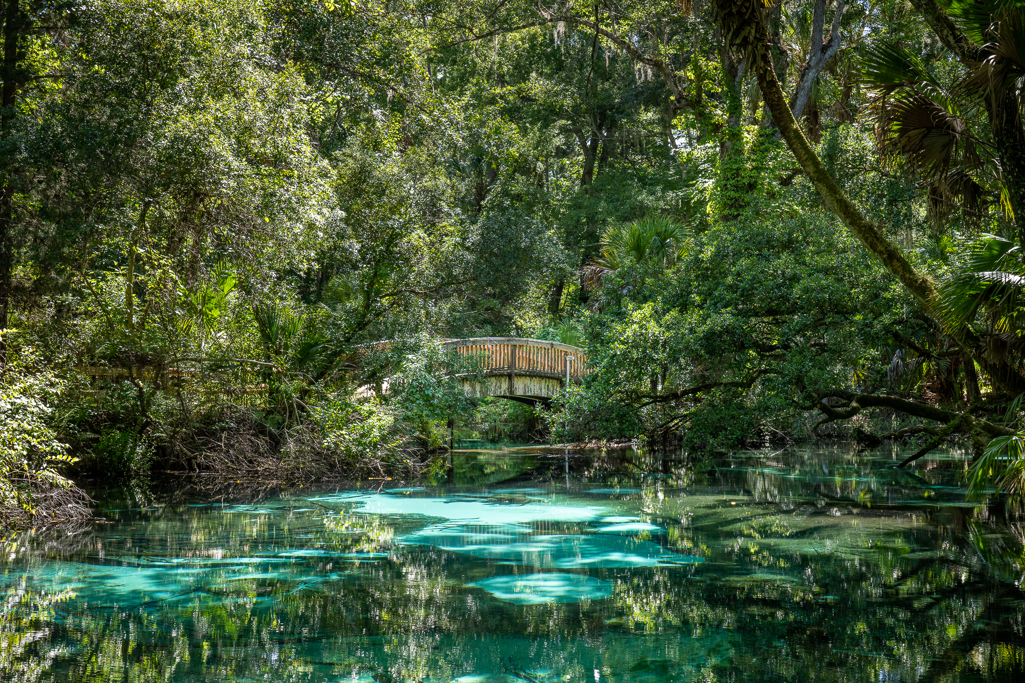 A bridge over swampy water in Ocala National Forest