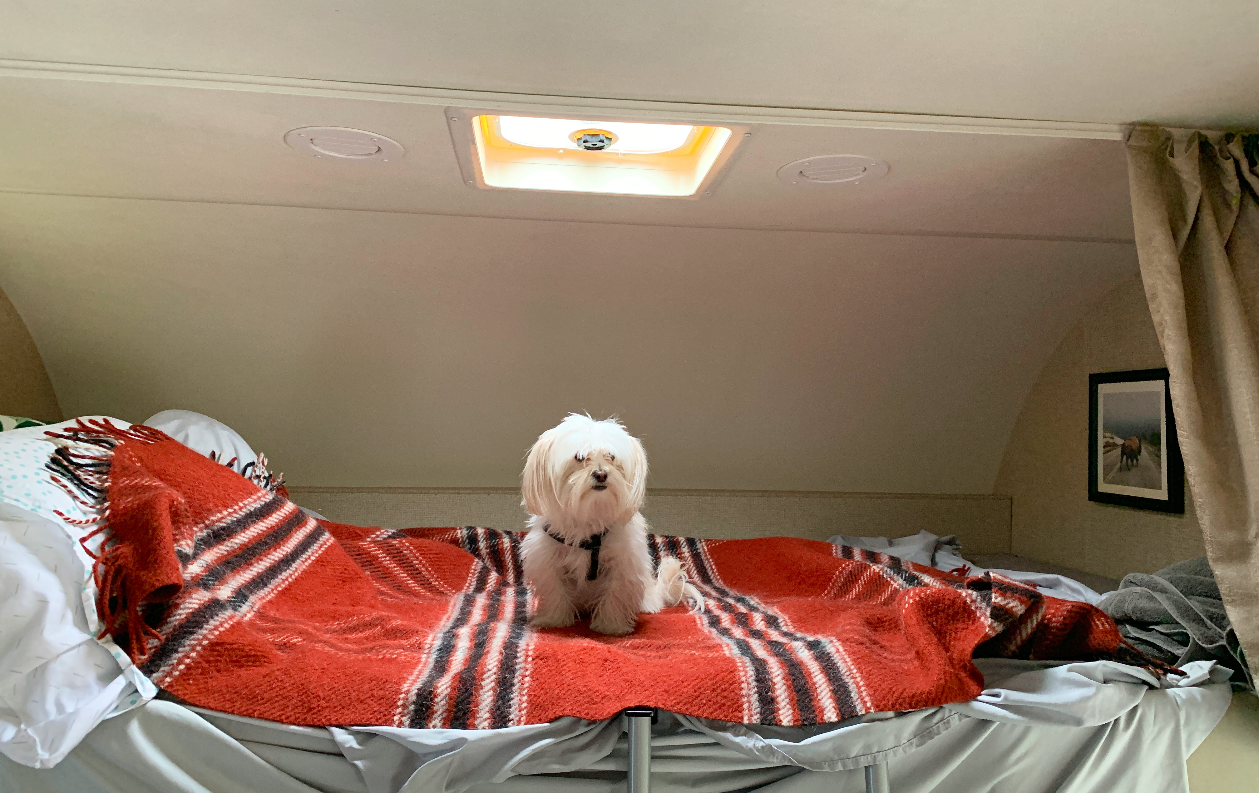 Sarah Hubbart's dog sitting in the bed of her Class C RV