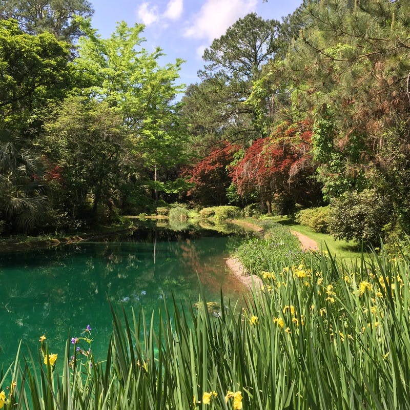Alfred B. Maclay Gardens State Park with green pond, yellow daffodils, bushes, and lots of green trees in Tallahassee, Florida.
