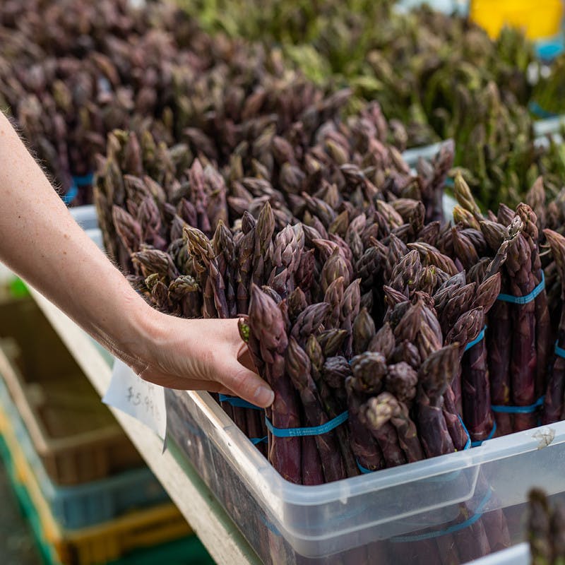 Bundles of purple asparagus in bins at the farmers market.