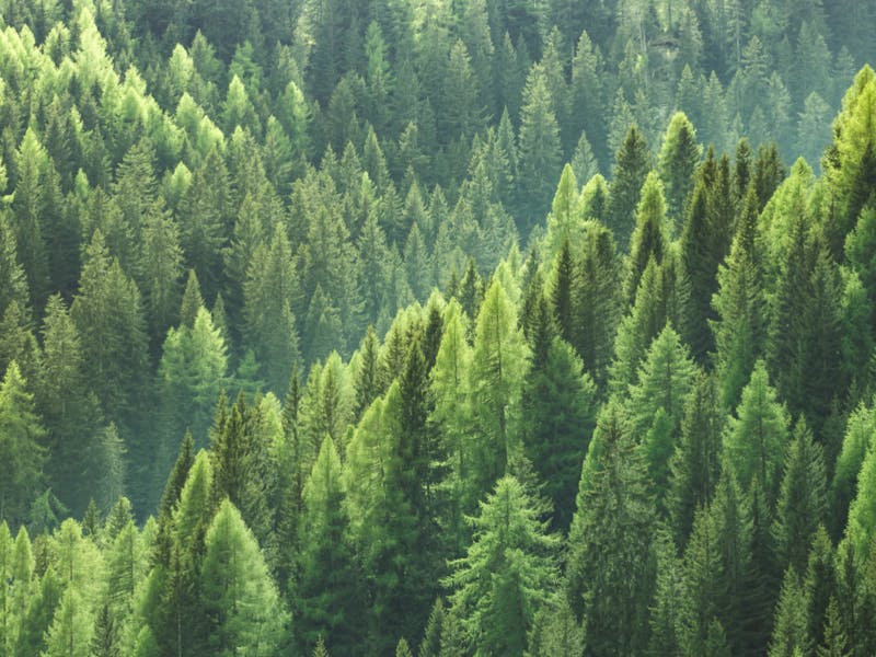 forest of evergreen trees