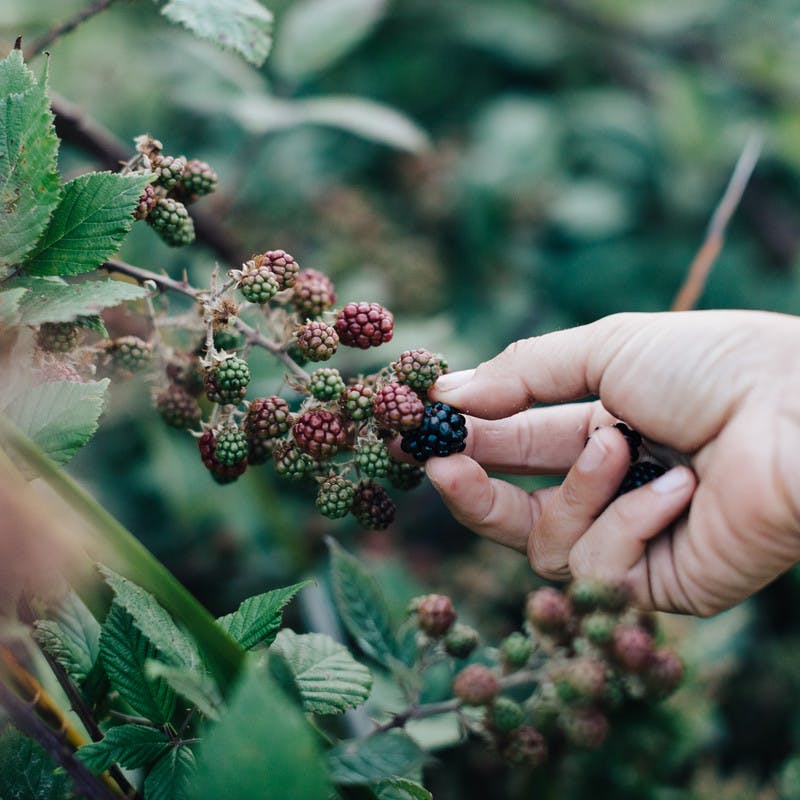 A hand picking fresh berries off a bush.