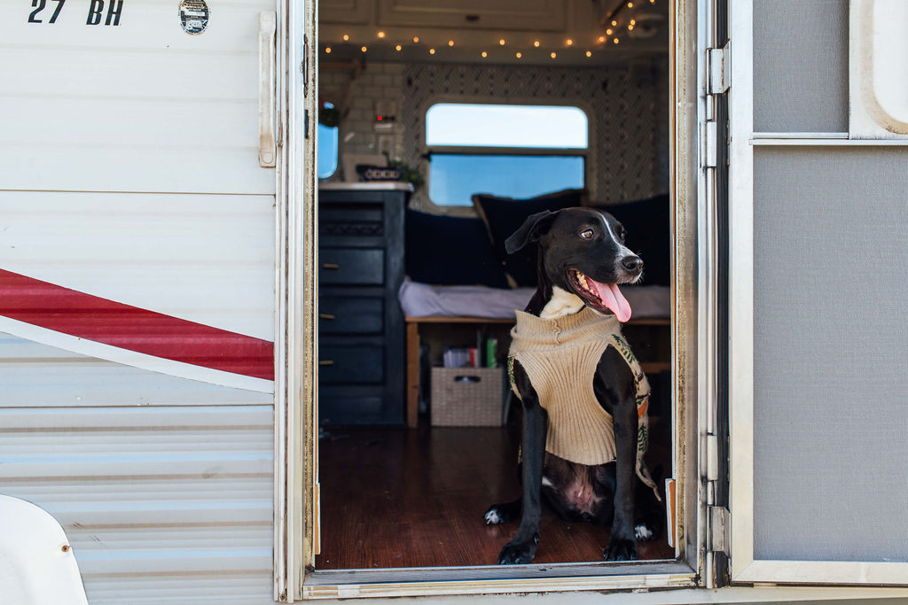 A dog standing inside the doorway to an RV.