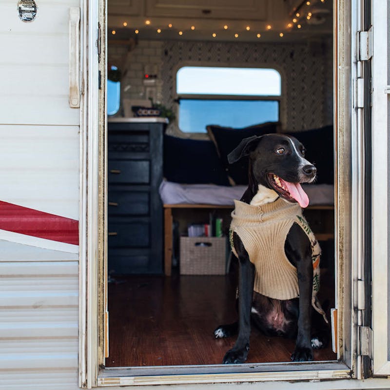 A dog standing inside the doorway to an RV.