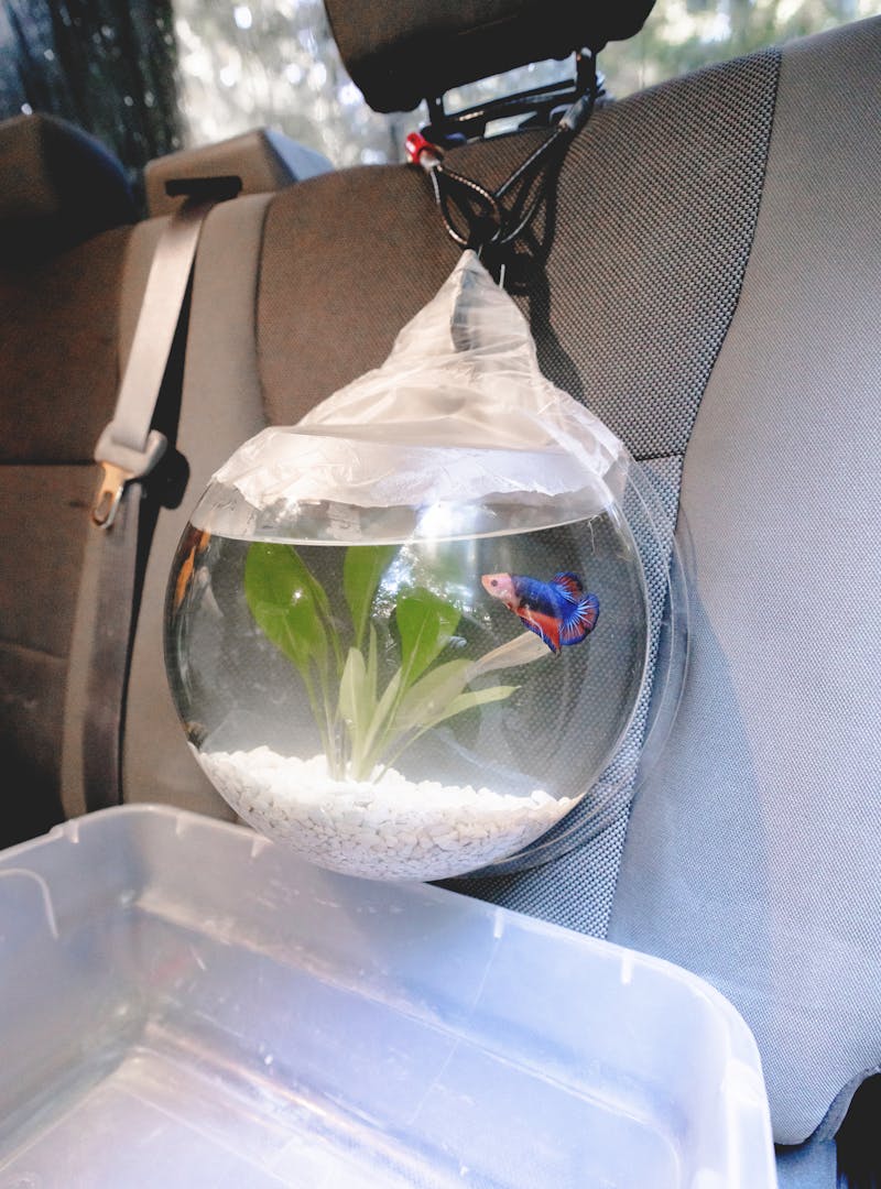A fish bowl hanging from the passenger seat by a carabiner, over a tub to catch any spills.