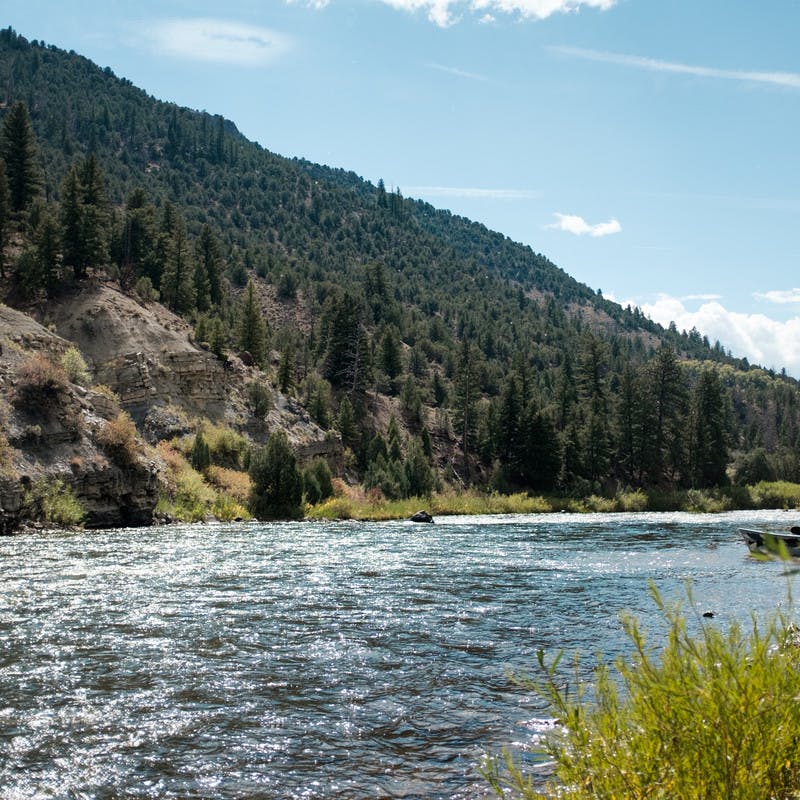 The shimmering water of the Colorado River against a backdrop of pine trees on a slope. 