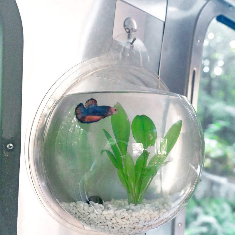 A fish and a snail in a wall-mounted fish bowl.
