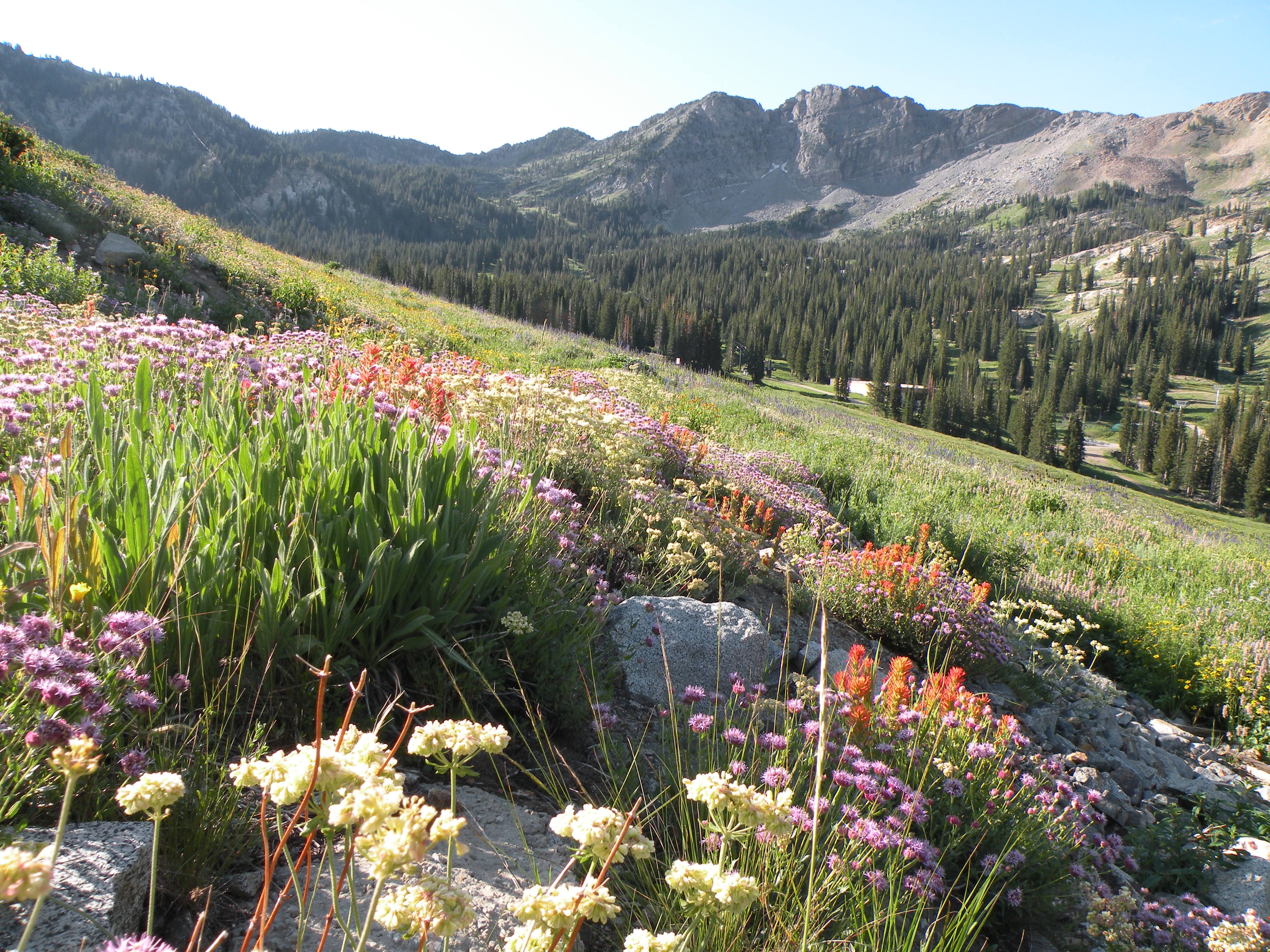 White, pink, and red wildflowers blooming on a grass hillside in Uinta-Wasatch-Cache National Forest.
