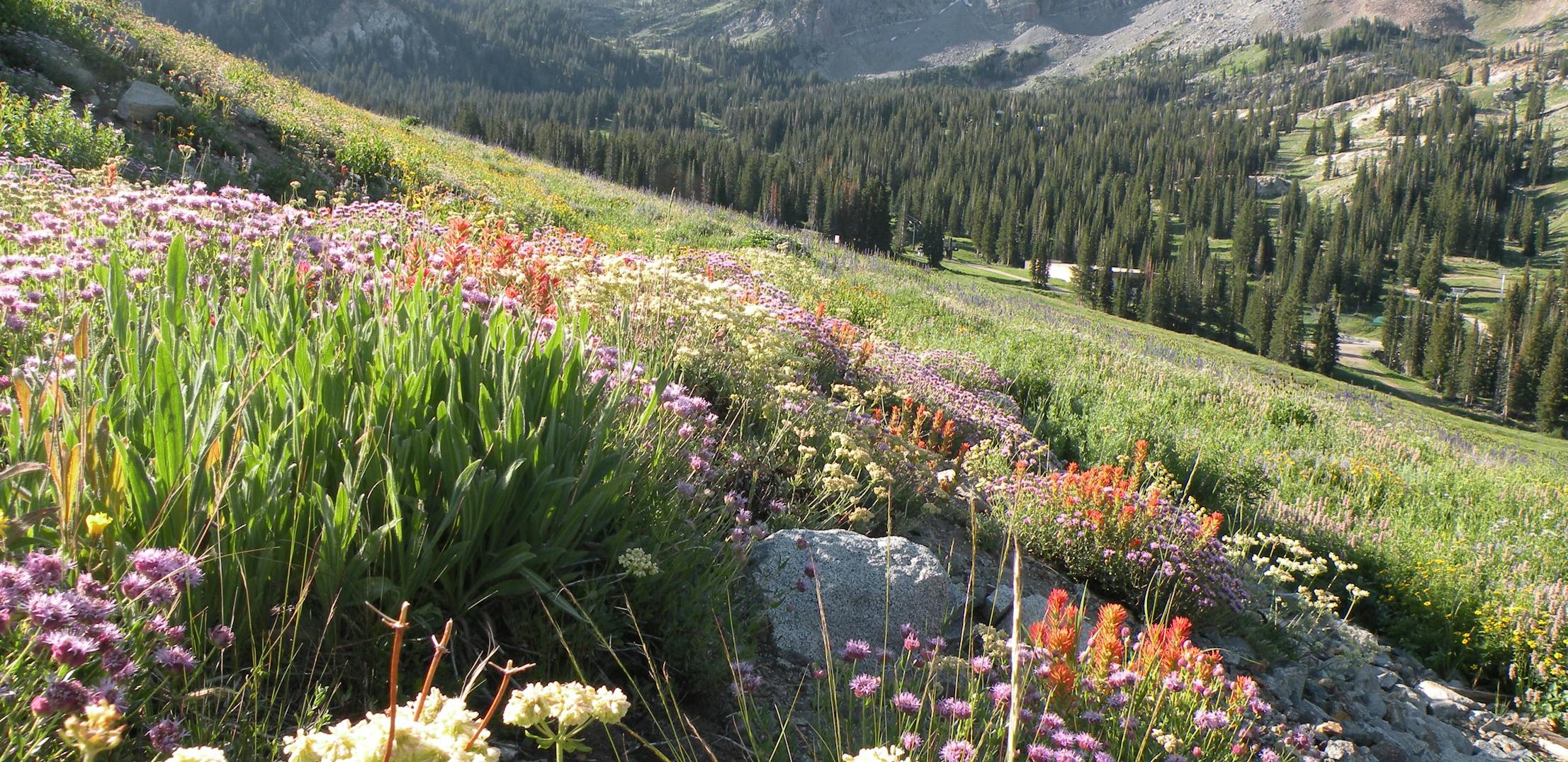 White, pink, and red wildflowers blooming on a grass hillside in Uinta-Wasatch-Cache National Forest.