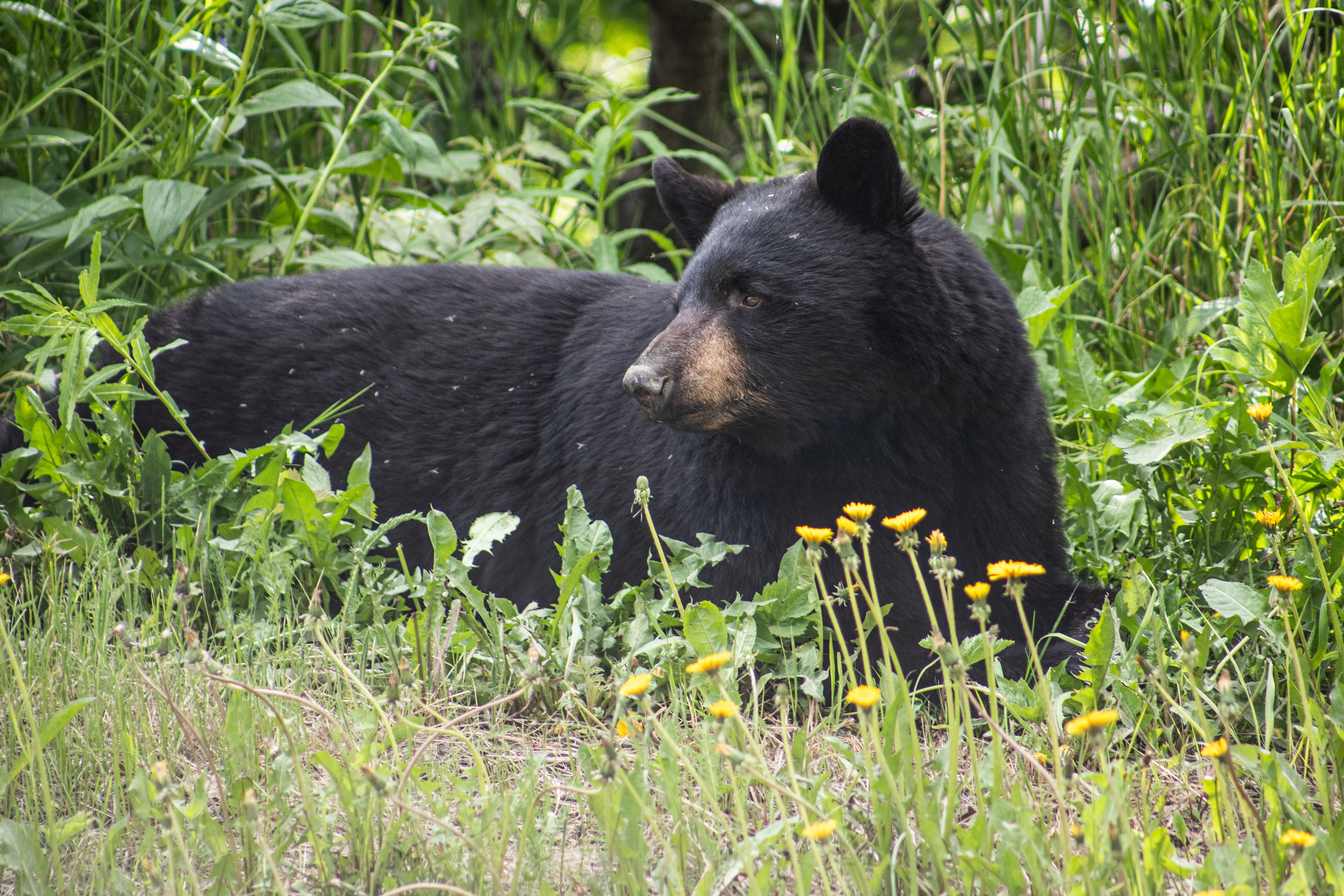 Large black bear laying among grass and plants.