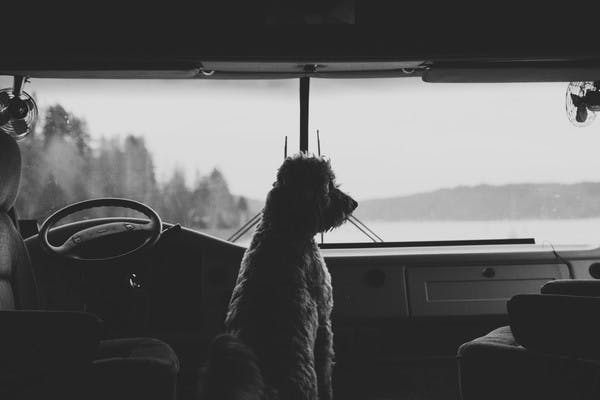 Black and white photo of a curly haired dog looking out the front windshield of an RV.